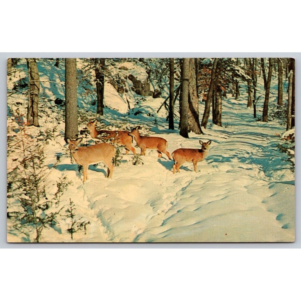 Vtg Postcard Deer in the Deep Woods Snowy Winter Scene Dexter Press 5S-54475-B